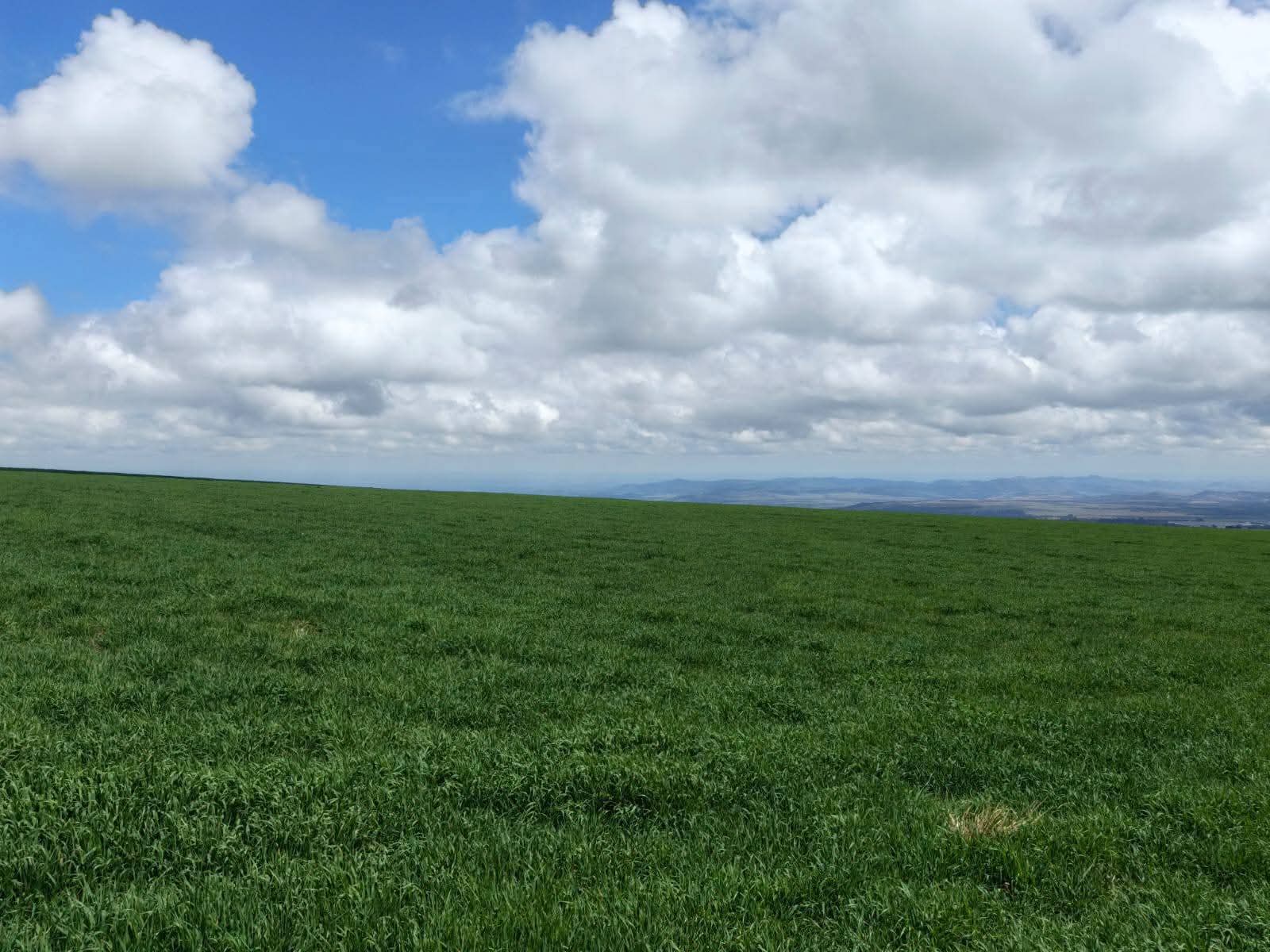 314 ACRES AGRICULTURAL LAND