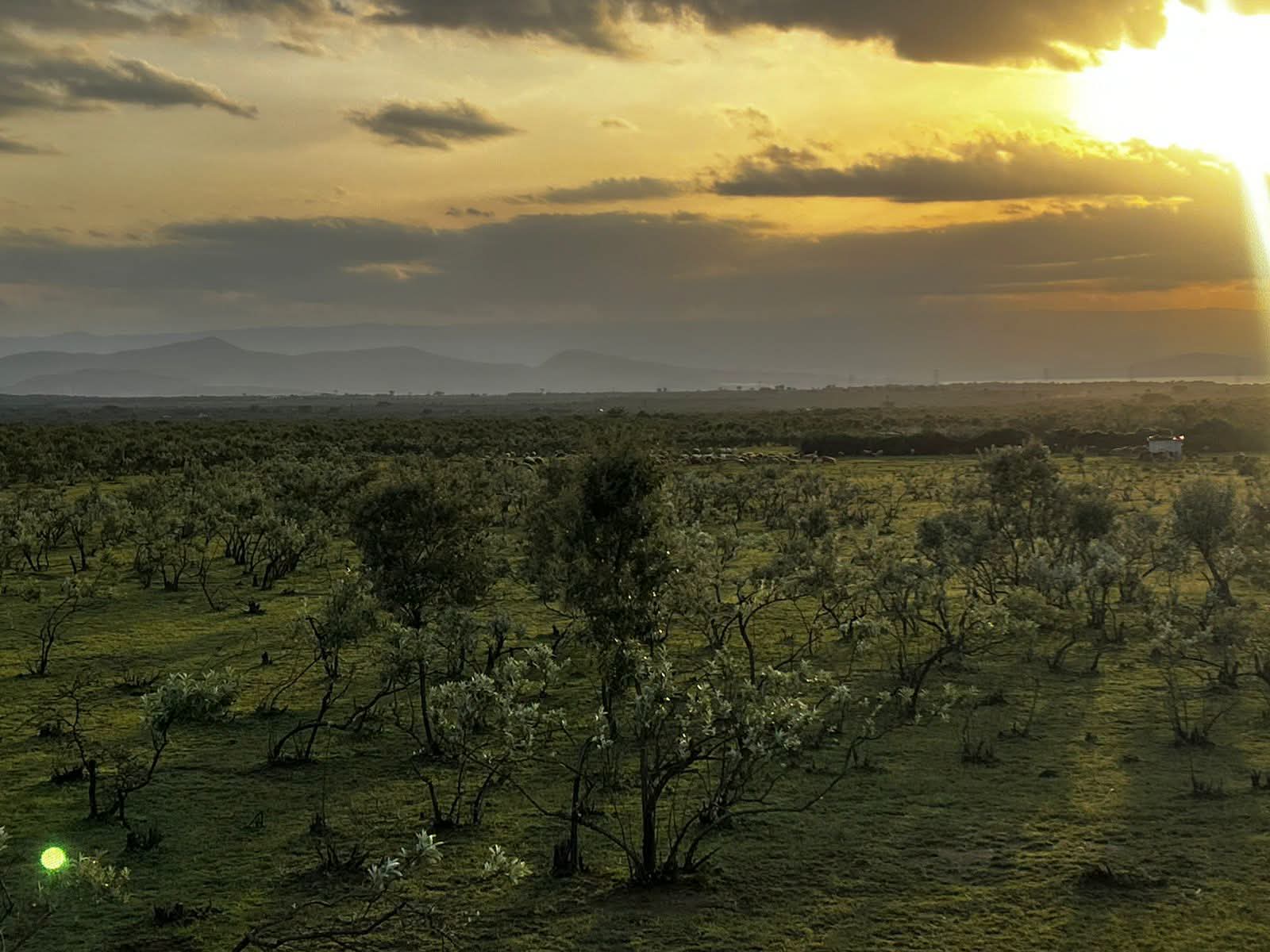NAIVASHA KEDONG 195ACRES
