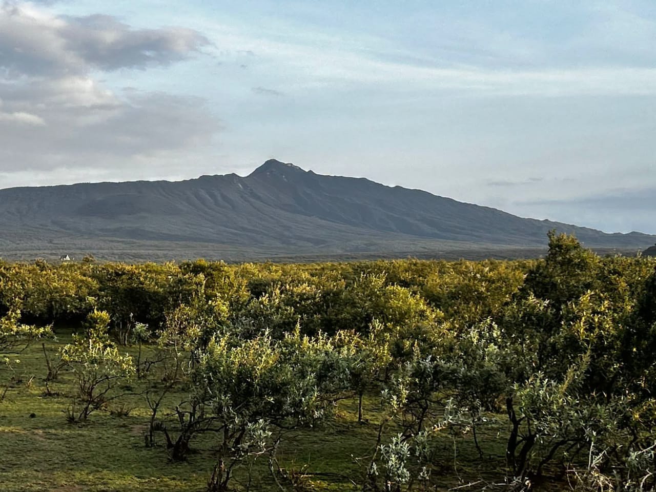NAIVASHA KEDONG 195ACRES