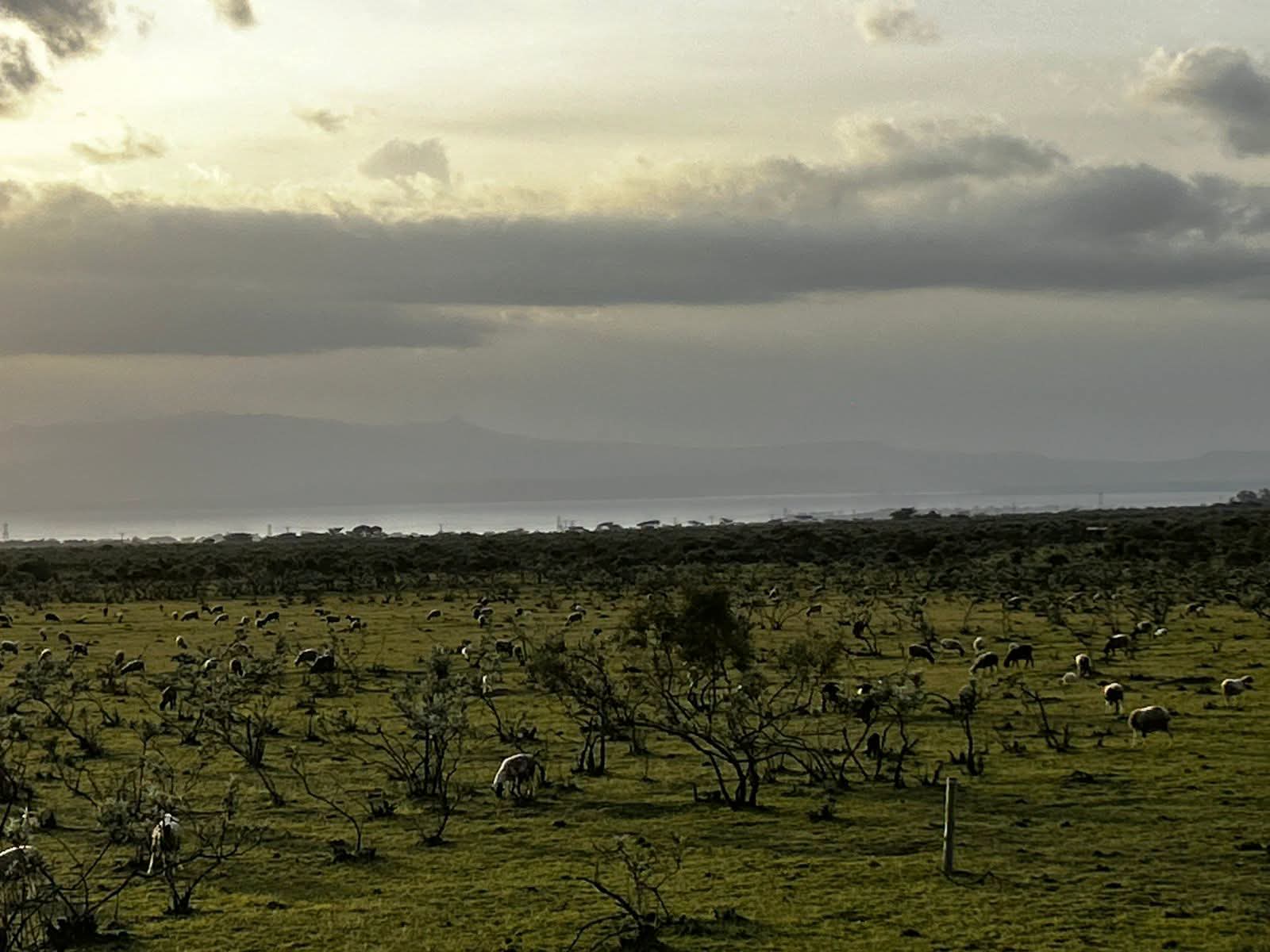 NAIVASHA KEDONG 195ACRES