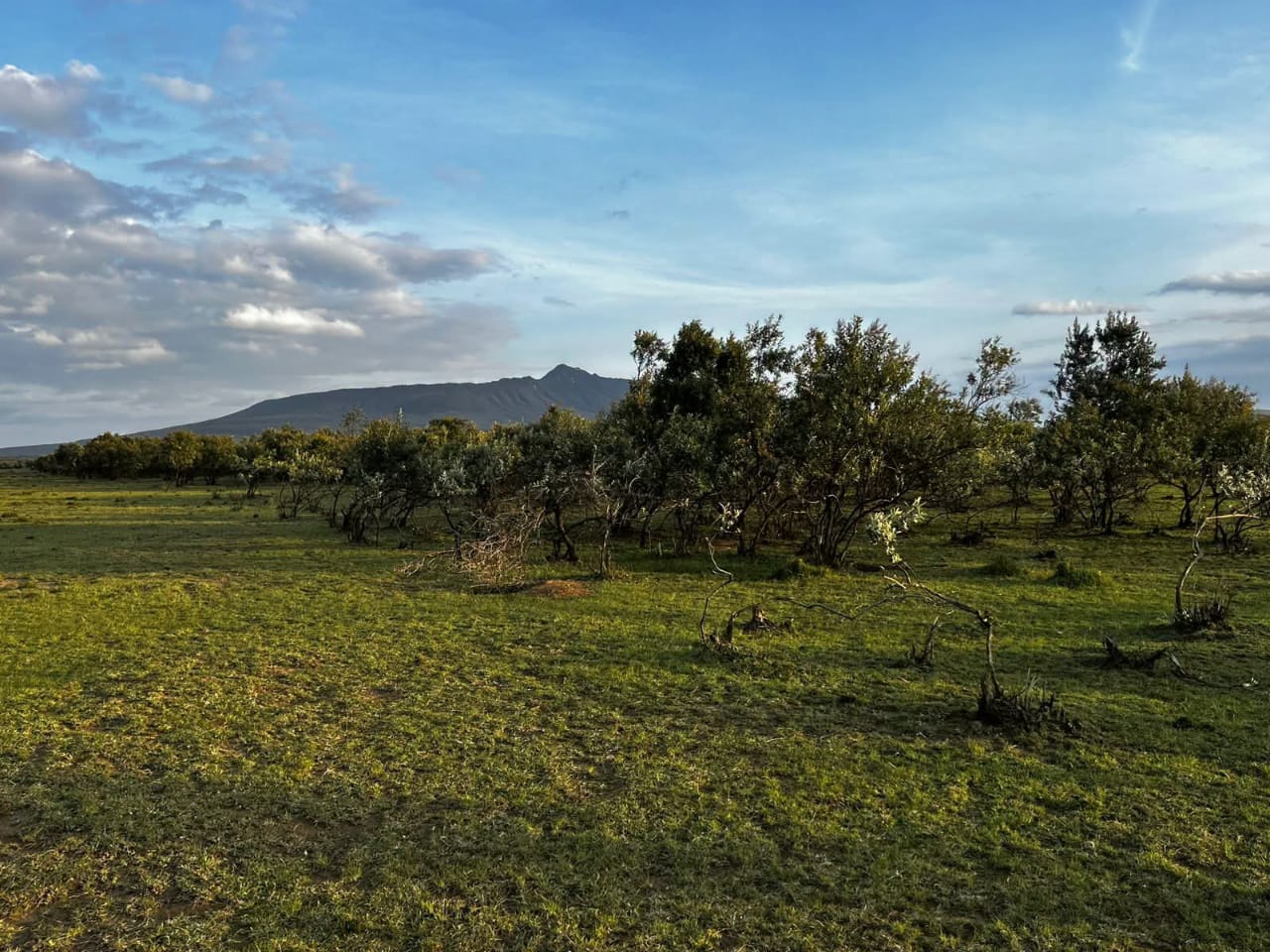 NAIVASHA KEDONG 195ACRES