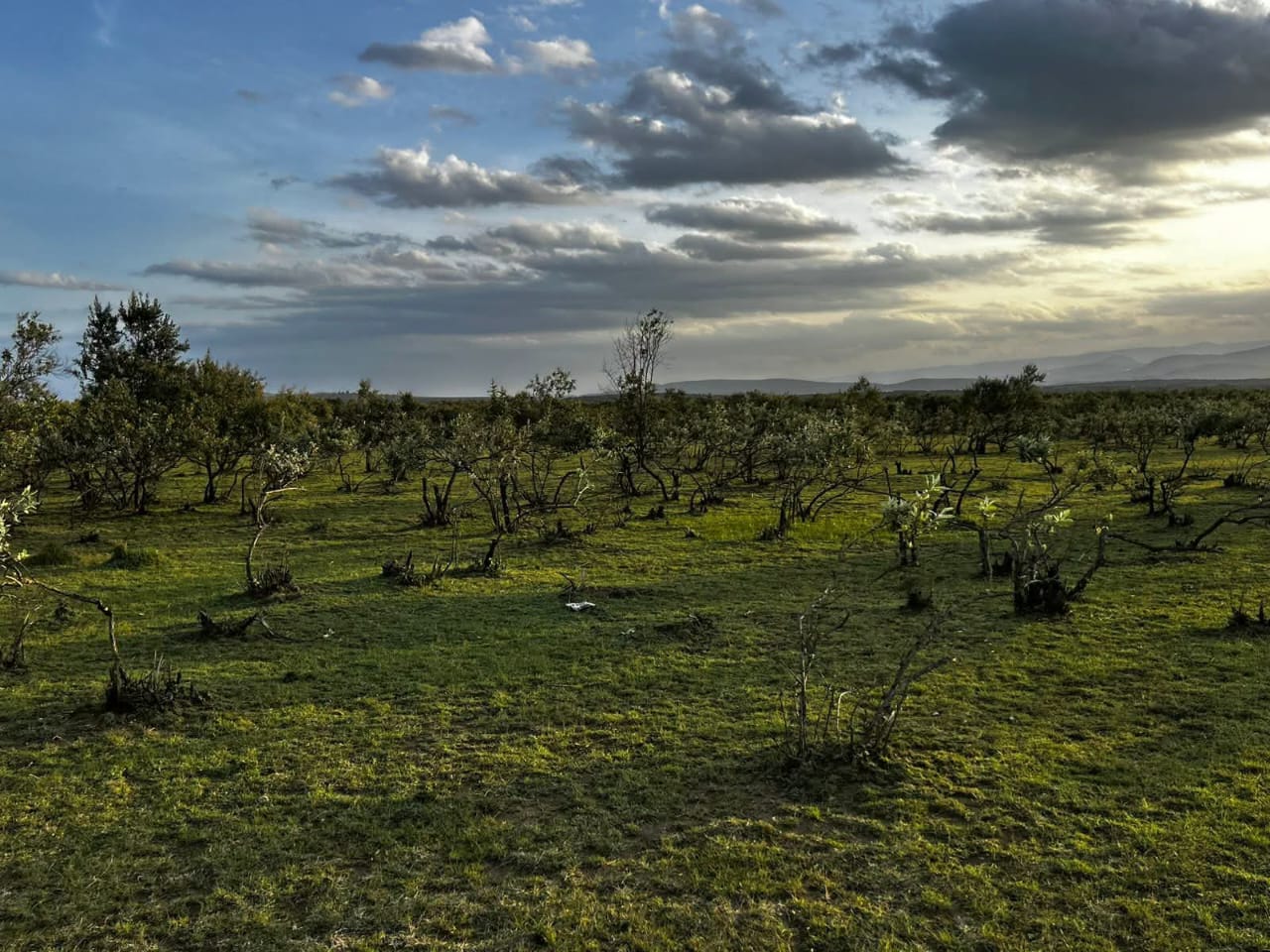 NAIVASHA KEDONG 195ACRES