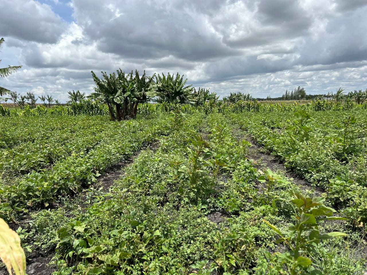 10-ACRE FARM WITH BOREHOLE KISAJU OFF KISERAIN