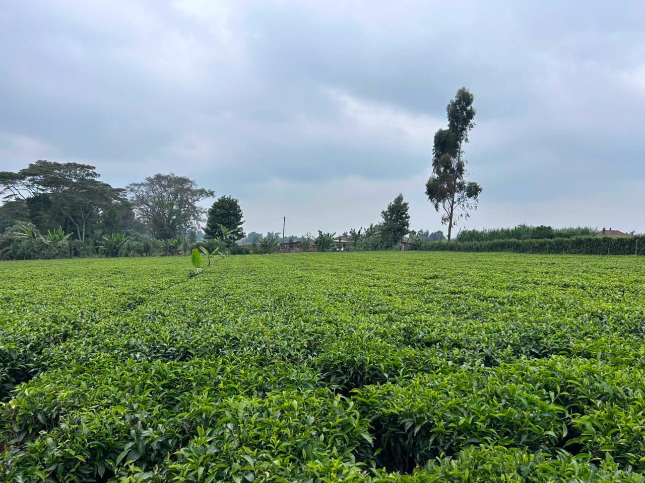 Prime 1-acre parcel