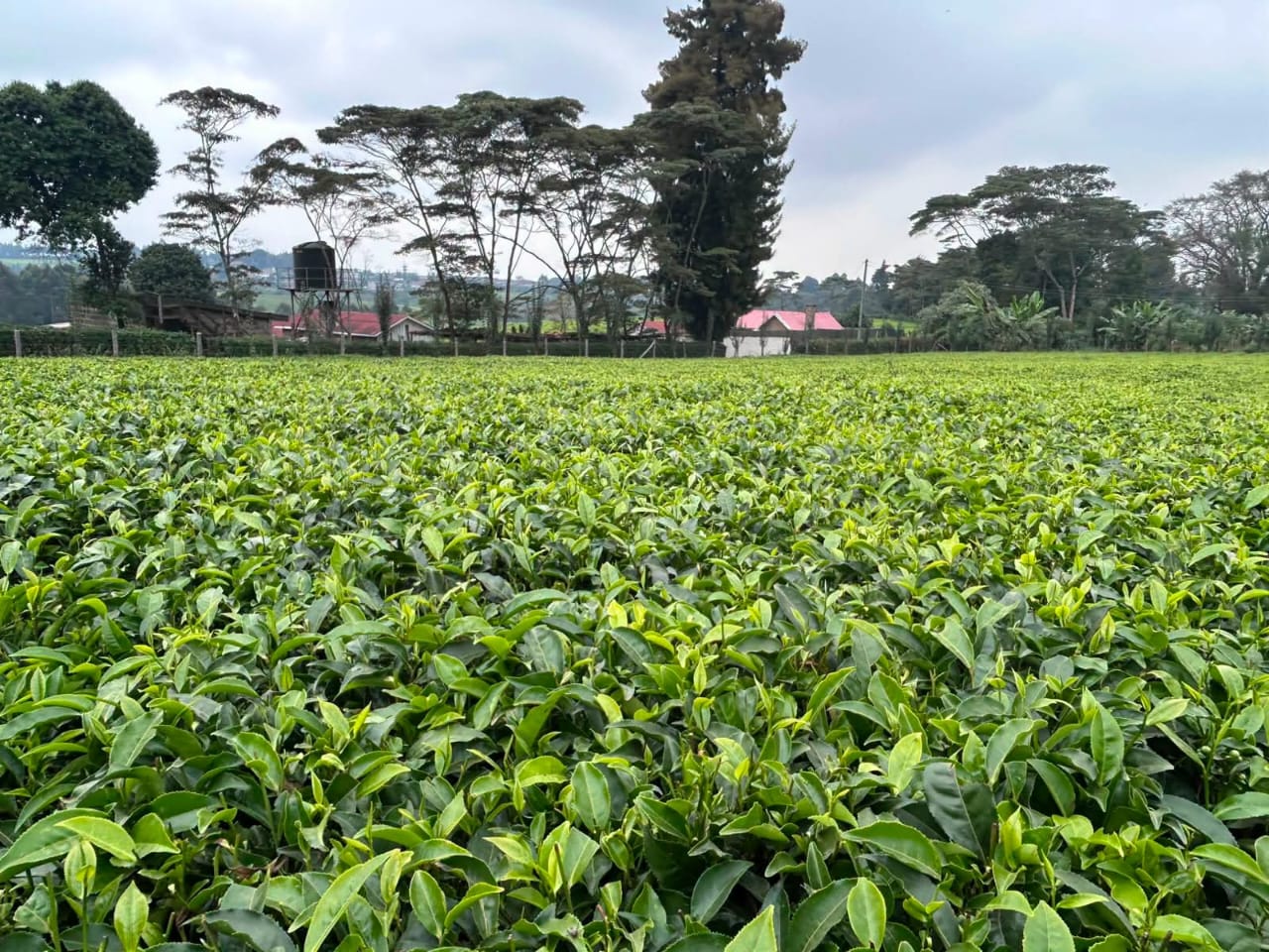 Prime 1-acre parcel